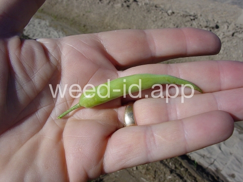 radish
